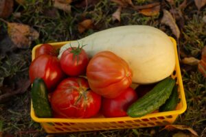 what to grow on an allotment