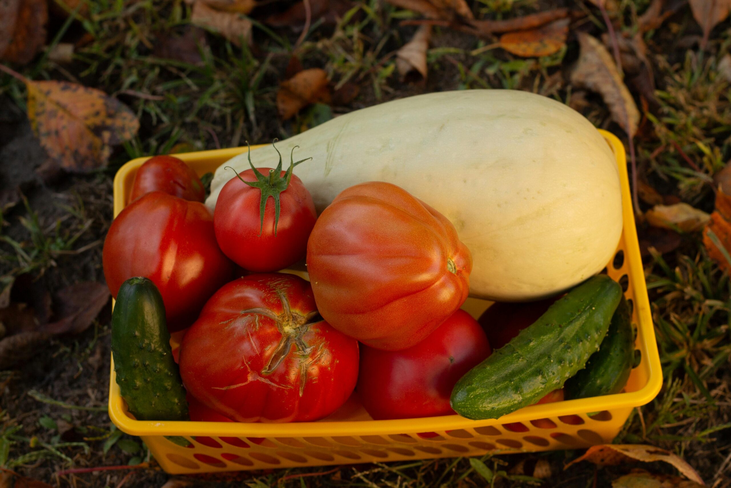what to grow on an allotment